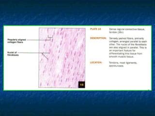 Histology | PPT