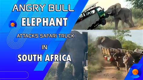 Terrifying Encounter Angry Bull Elephant Attacks Safari Truck In South