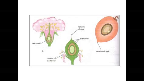 Plant Sexual Reproduction For Igcse Biology Youtube