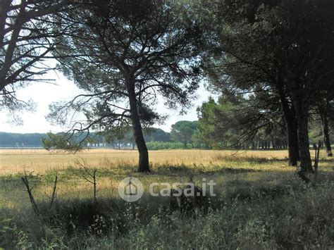 Terreni Agricoli In Vendita Nel Quartiere Coltano Di Pisa Casa It