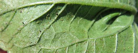 Sunflower Leaf Damage at Melinda Hawthorne blog