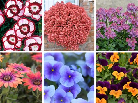 Colorful Cool Weather Flowers | Flower, Plant, Gardening | Blooming Secrets