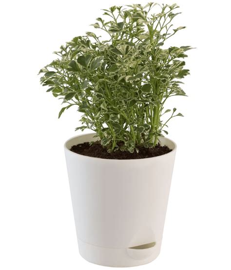 Ugaoo Aralia Variegated White Mini Natural Live Indoor Plant With Pot