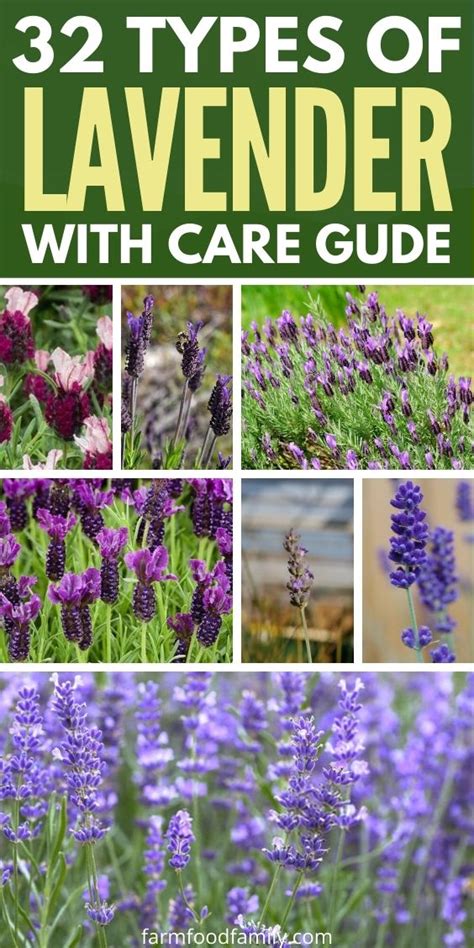 Different Types Of Lavender Plants With Pictures Growing Guide