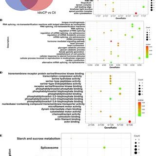 Differentially Expressed Genes Degs Analysis And Function Enrichment