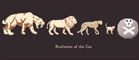 Evolution Of Cats Timeline