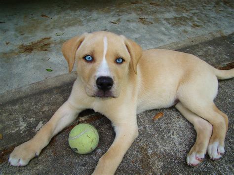 30 Perros Mestizos Más Adorables Que Harán Que Te Enamores