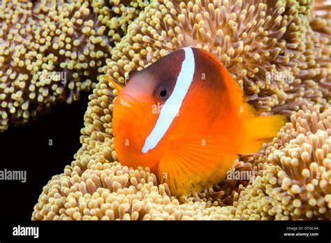 Un Beau Poissons Clown Orange De Protection Repose Dans Les Tentacules