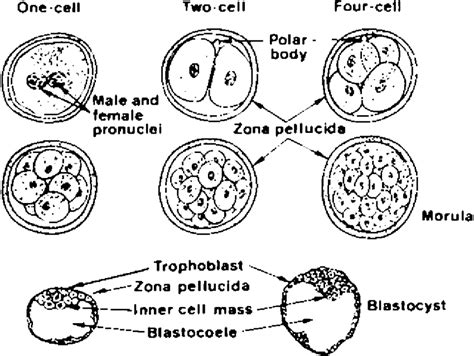 How Many Fertilized Eggs Make It To Blastocyst Palmer Theresa