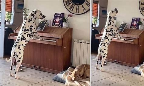 La Vid O De Ce Dalmatien Qui Chante Et Fait Du Piano Fait Des Millions