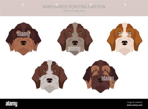 Wirehaired Pointing Griffon Clipart Different Poses Coat Colors Set