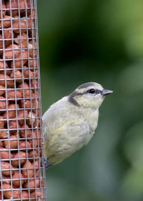 How To Make Sparrow Traps Homemade Homemade Ftempo