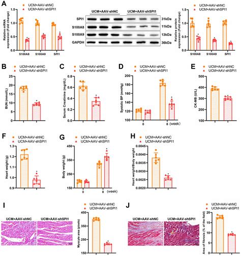 Knockdown Of SPI1 Alleviates Myocardial Inflammation And Fibrosis In