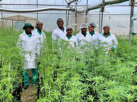 South Africa’s largest medical cannabis facility unveiled by Cannsun