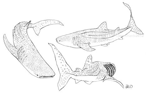 Whale Shark Sketches