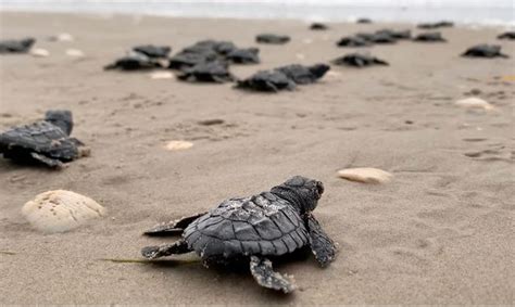 Kemps Ridley Sea Turtle Hatchling Releases