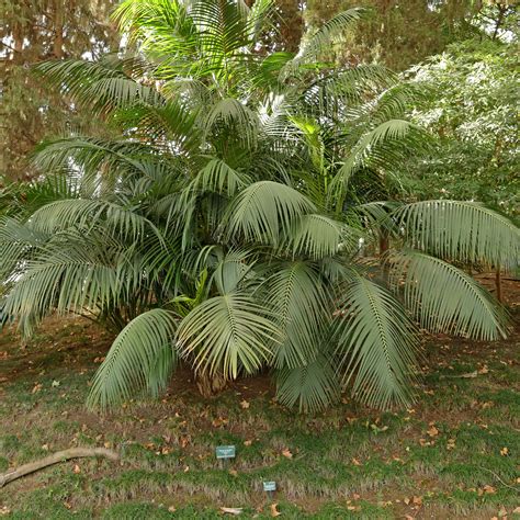Kentia Palm (Howea forsteriana)