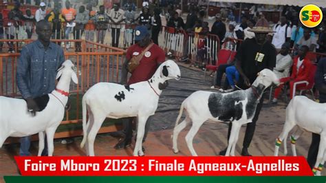 Foire Mboro Finale Concours Agneaux Agnelles Youtube