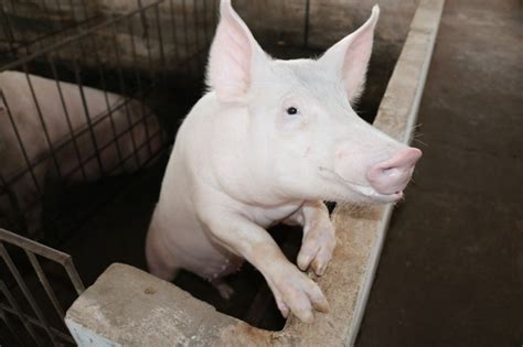 Consumo De Carne Su Na Atinge N Veis Recordes Em Sm Recupera O