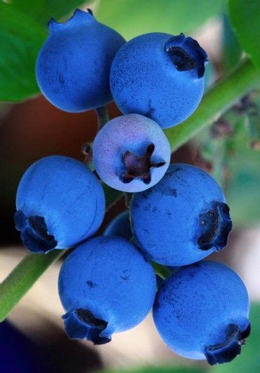 Berries Frutas Vermelhas Pinterestmaah