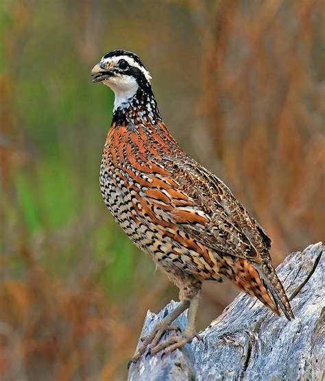 Northern Bobwhite Photograph By Dave Mills