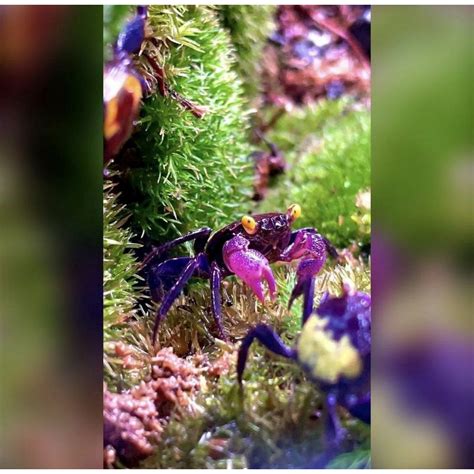 Jual Kepiting Hias Air Tawar Vampire Crab Paludarium Aquarium