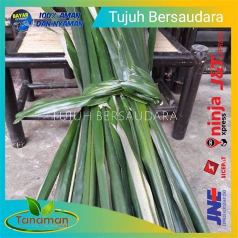 Daun Pohon Aren G Segar Fresh Kualitas Oke Lazada Indonesia