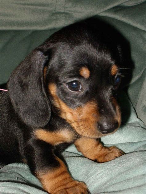 Black And Tan Mini Dachshund Puppies For Sale PETSIDI