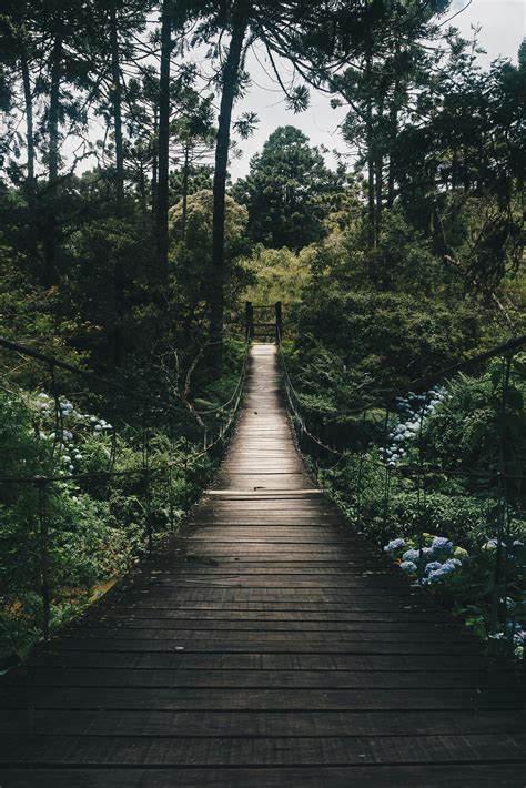 1000 Interesting Forest Path Photos · Pexels · Free Stock Photos