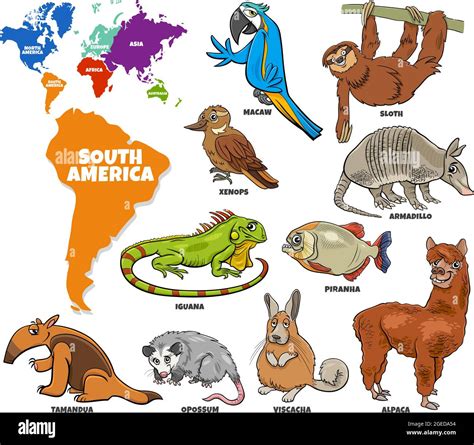 Educational cartoon illustration of South American animal species set ...