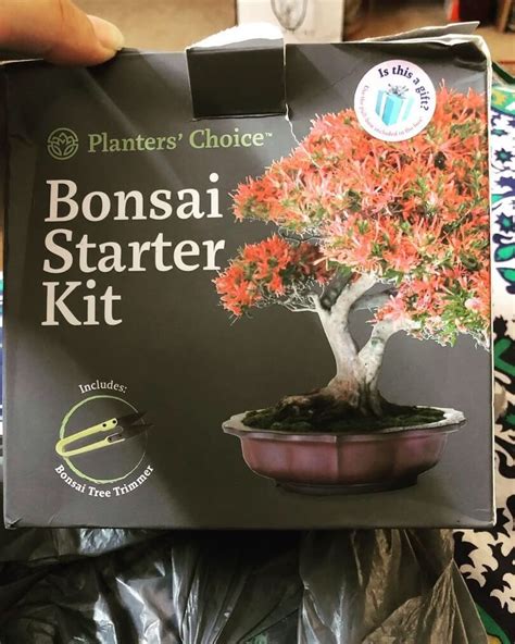 Growing Bonsai From Seeds Planters Choice Bonsai Starter Kit