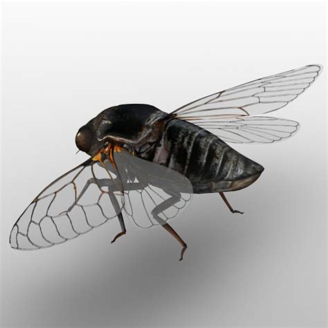 3d model cicada wing