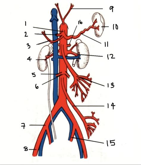 Aorta Branch Diagram Quizlet