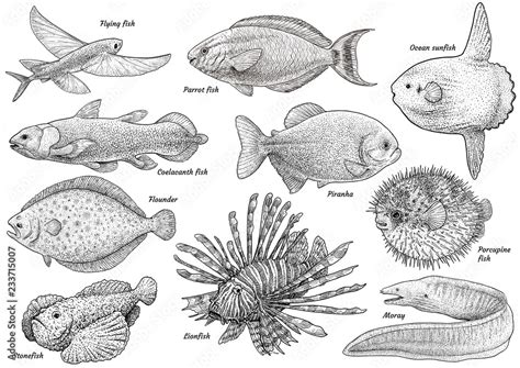 Tropical fish collection illustration, drawing, engraving, ink, line ...