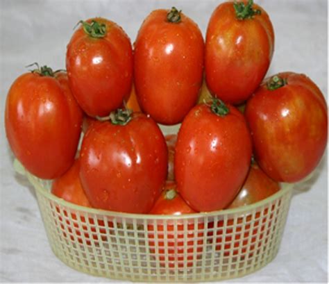 Red F1 Hybrid Tomato Seeds Max Packaging Type Pouch Packaging Size