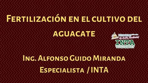 Inta Fertilización En El Cultivo Del Aguacate Youtube