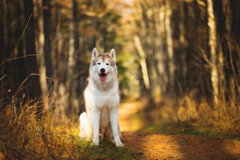 Retrato Del Husky Siberiano Magn Fico Feliz Libre Y Orgulloso Del