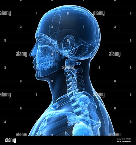 Male Skeleton Hi Res Stock Photography And Images Alamy