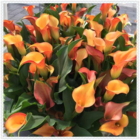 Calla Lily Bulbs For Saleiridescentcalla Lily Plantsprofessional