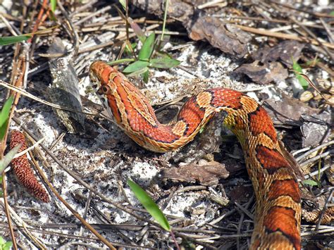 Eastern Corn Snake Pantherophis Guttatus Royal Palm Beac Flickr