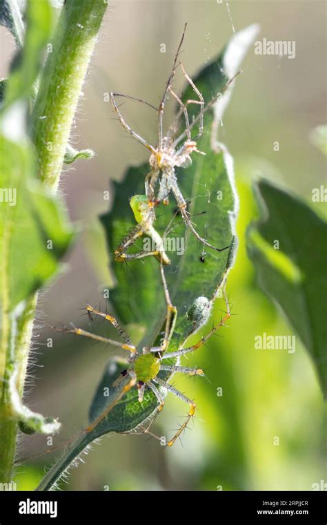 Green Lynx Spider Peucetia Viridans Molting Stock Photo Alamy