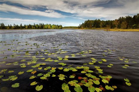 Brendan T. Byrne State Forest Photograph by David DesRochers - Pixels