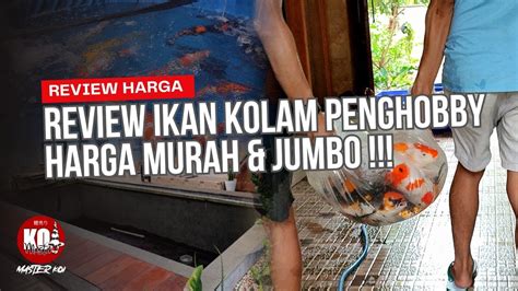 BURUAAAN PENGHOBBY LAGI JUAL IKAN KOI JUMBO JUMBO SAMPAI YANG MURAH