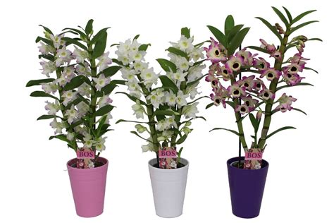 Dendrobium Nobile Classic Mix Plant Wholesale Floraccess