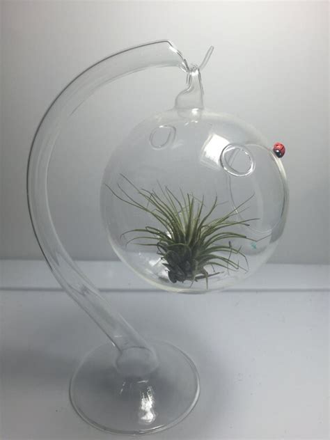 Diy Hanging Air Plant Glass Terrarium Globe Terrarium Etsy