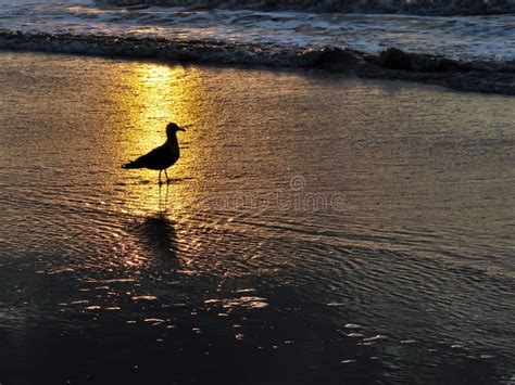 Gaivota De Mar No Por Do Sol Imagem De Stock Imagem De Marinho