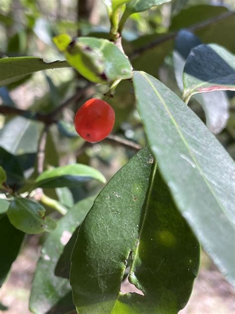 Red Fruited Olive Plum From Glenrock State Conservation Area Dudley