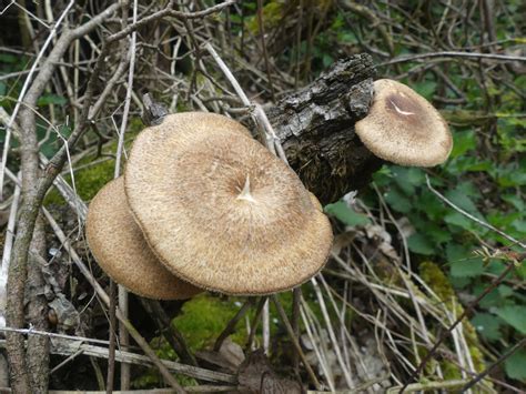 Weitlöcheriger Stielporling Lentinus arcularius Pilzbestimmung u