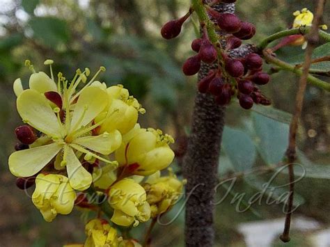 Haematoxylum campechianum - Bloodwood Tree