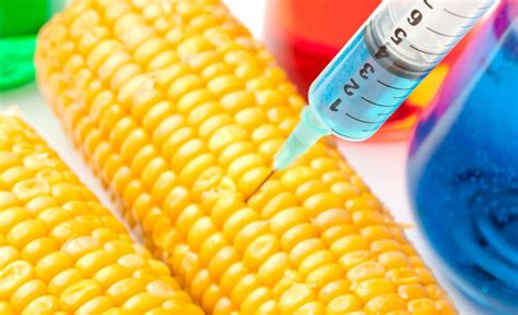 Quais São Os Alimentos Transgênicos - 8